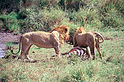Picture 'KT1_41_01 Lion, Zebra, Tanzania, Serengeti'